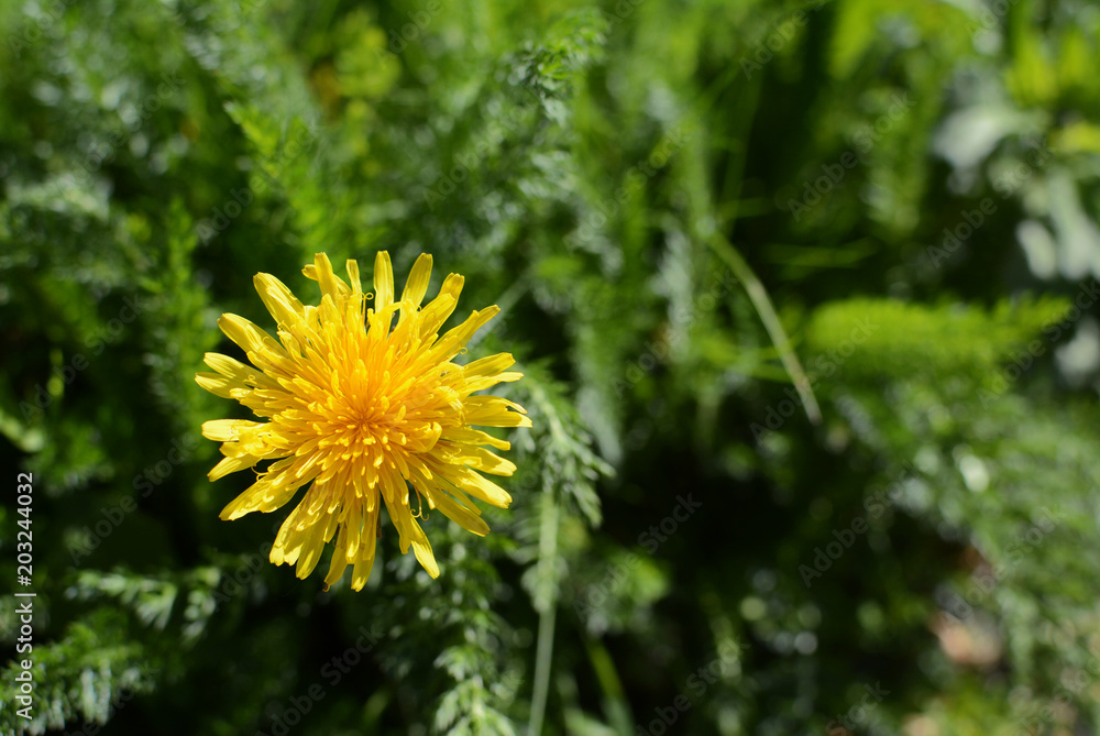 Bright yellow dandelion among lush green weeds Bright yellow dandelion among lush green weeds