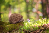 Hedgehog in the sunny spring forest, wildlife natural background. Animals in the wild, nature photography