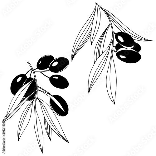 Olive tree in a vector style isolated. Olive tree in a vector style isolated. Vector olive tree for background, texture, wrapper pattern, frame or border.