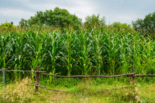 Corn plants and wooden fencing.