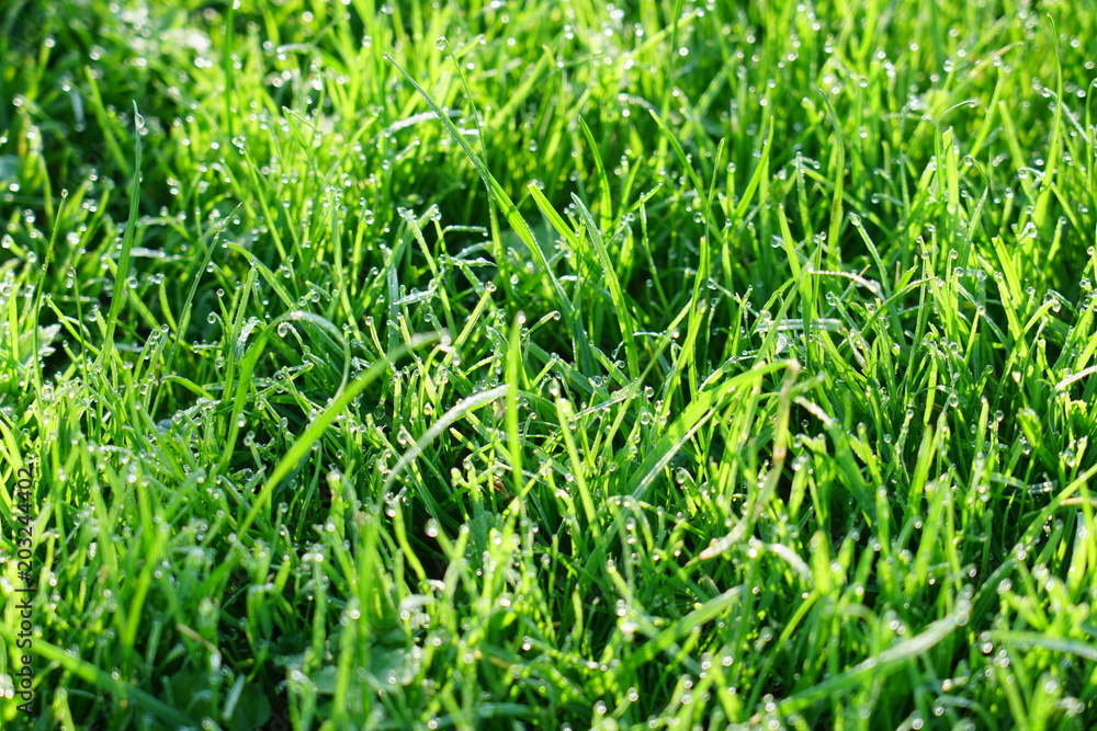 gras grün wasser tau gras grün wasser tau