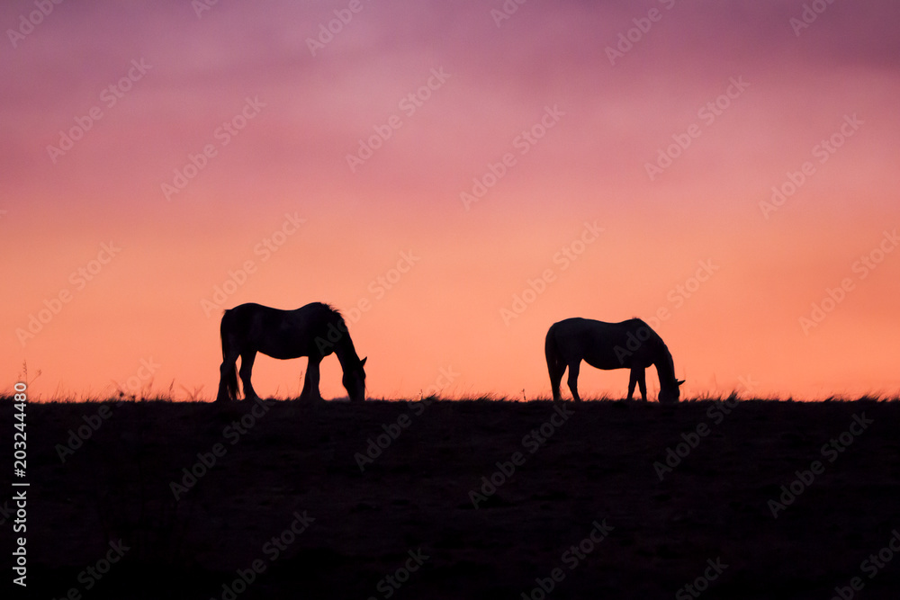 Horses against the sunset