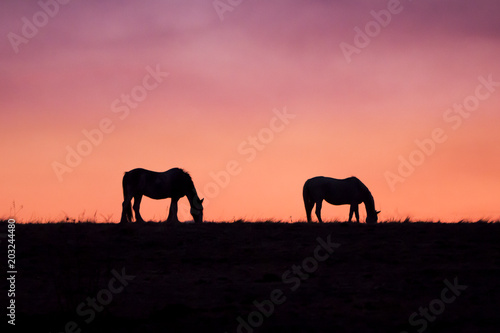 Horses against the sunset