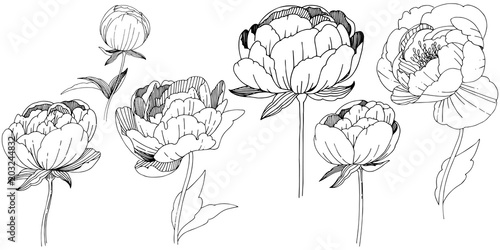 Wildflower peonies flower in a vector style isolated. Full name of the plant: peony. Vector wildflower for background, texture, wrapper pattern, frame or border.