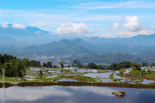 Beautiful rice fields terassy. Indoneziya rainy season. Mountainous region of Sulawesi Island