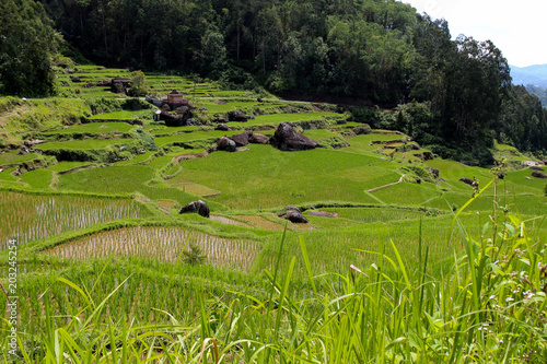 Beautiful rice fields terassy. Indoneziya rainy season. Mountainous region of Sulawesi Island photo