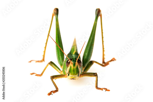 Fotografia Young green grasshopper isolated on white background.