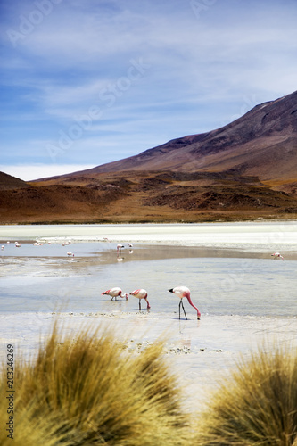 Laguna Hedionda in Bolivia