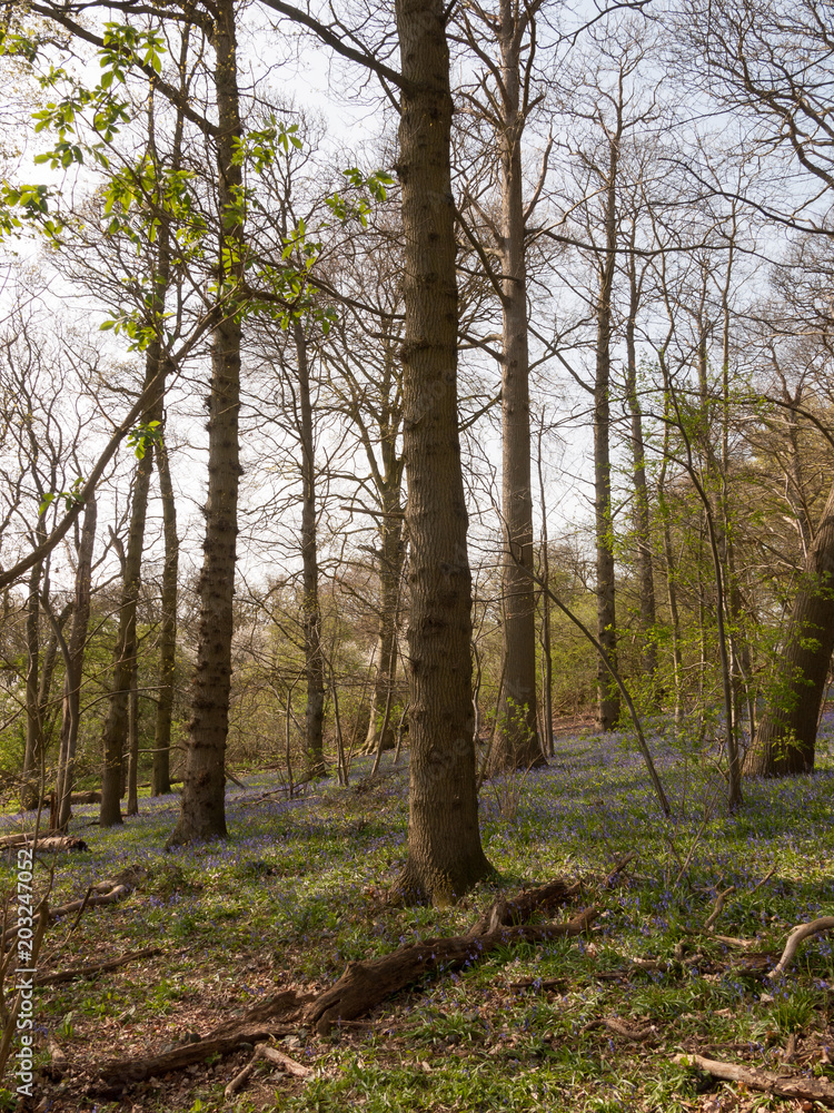 Fototapeta premium inside spring wood land floor with bluebells growing trees