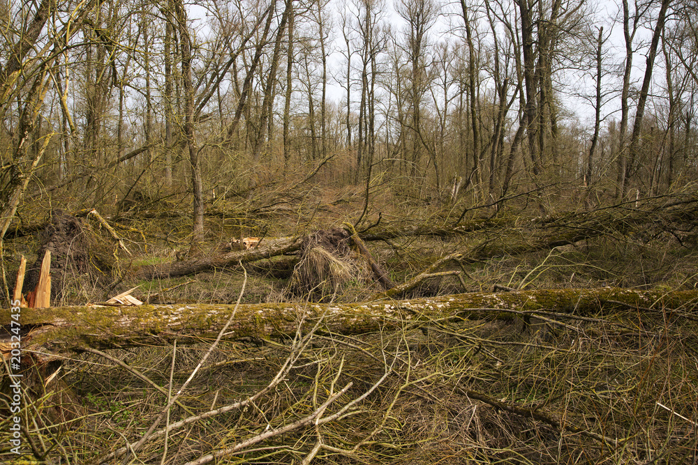 Damaged willows due to storm in Biesbosch National Park, Netherlands Damaged willows due to storm in Biesbosch National Park, Netherlands