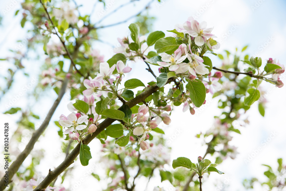 Blooming apple tree with beautiful close-up flowers Blooming apple tree with beautiful close-up flowers