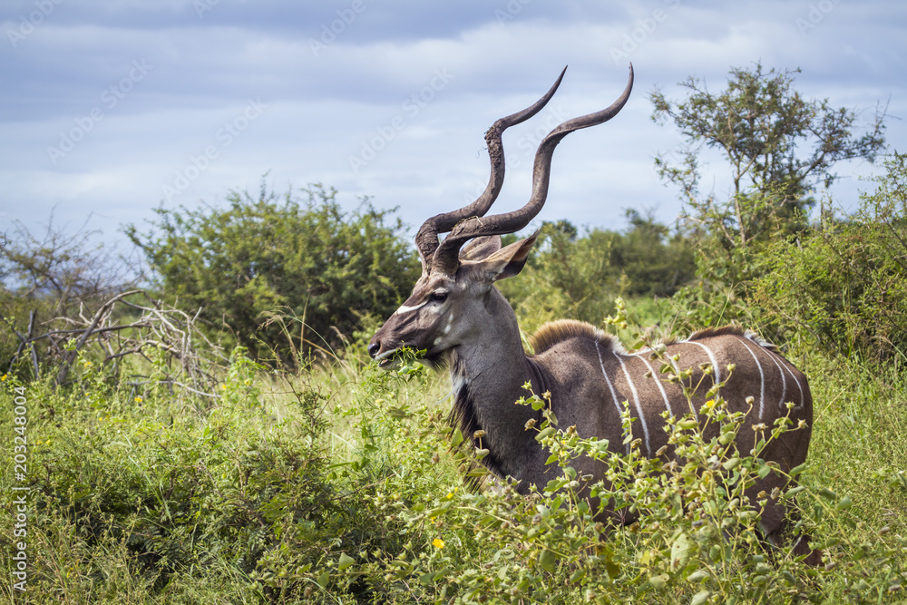 Greater kudu in Kruger National park, South Africa Greater kudu in Kruger National park, South Africa