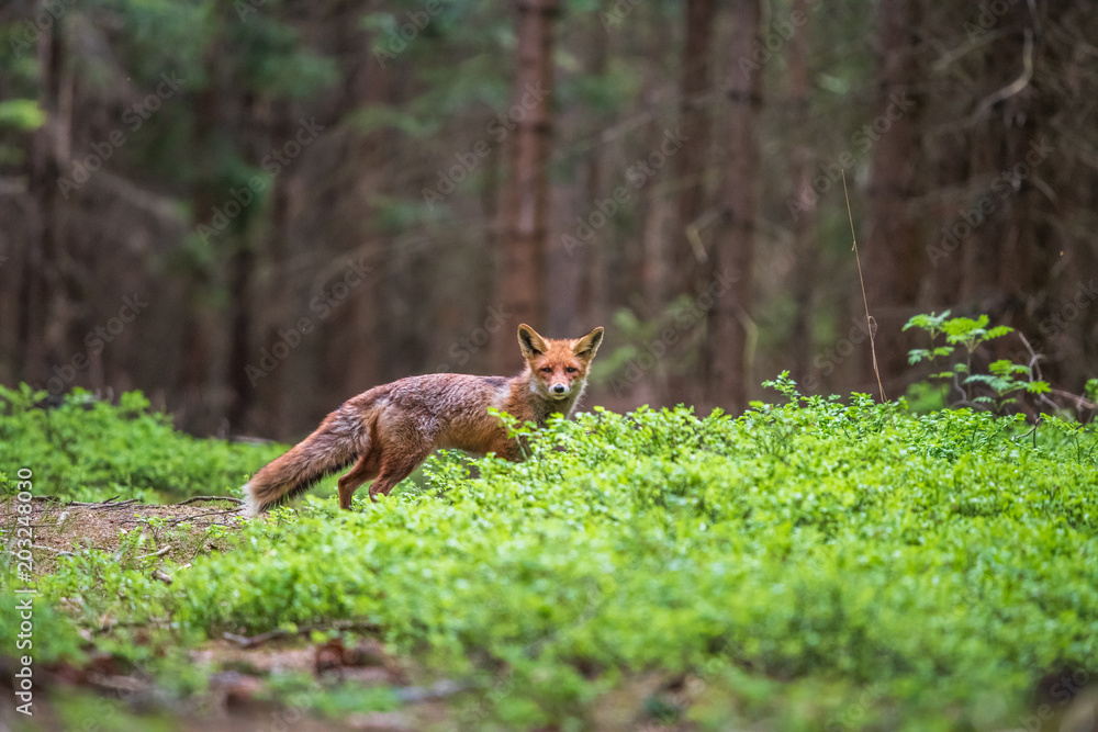 Uložit Náhled stahování Fox in green forest. Cute Red Fox, Vulpes vulpes, at forest with flowers, moss stone. Wildlife scene from nature. Animal in nature habitat. Fox hidden in green vegetation. An Uložit Náhled stahování Fox in green forest. Cute Red Fox, Vulpes vulpes, at forest with flowers, moss stone. Wildlife scene from nature. Animal in nature habitat. Fox hidden in green vegetation. An