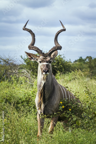 фотографія Greater kudu in Kruger National park, South Africa