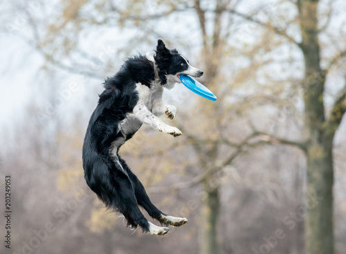 black and white border collie catch the disk during the dog frisbee photo