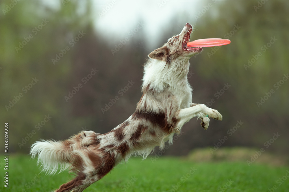 border collie catching the disk on dog frisbee