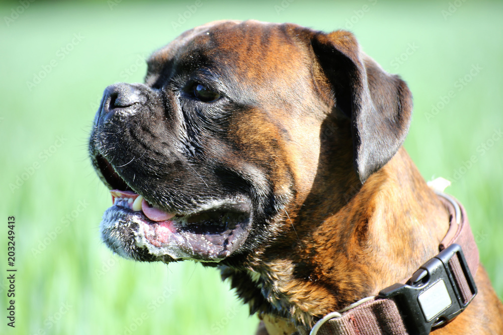 Fototapeta premium Deutscher Boxer