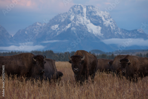 Bison at Jackson Hole, Wyoming