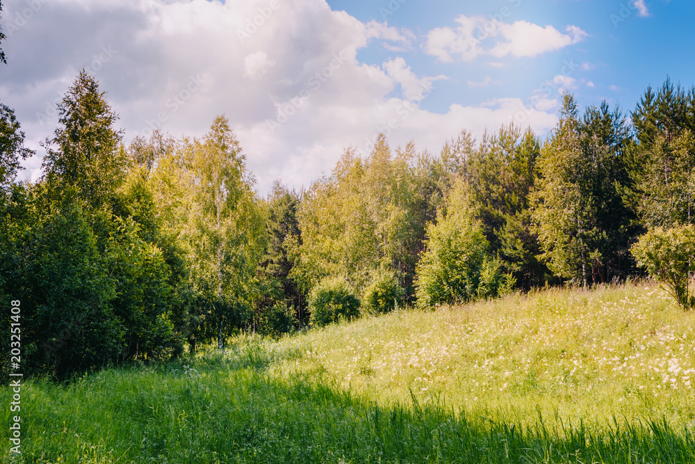 Fototapeta premium Sunny meadow in the summer forest