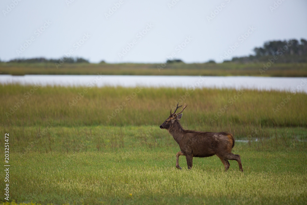Sambar Deer at Powderhorn Ranch Sambar Deer at Powderhorn Ranch