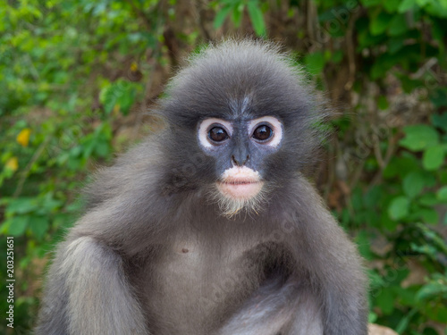 Close up shot of Leaf monkey in Thailand
