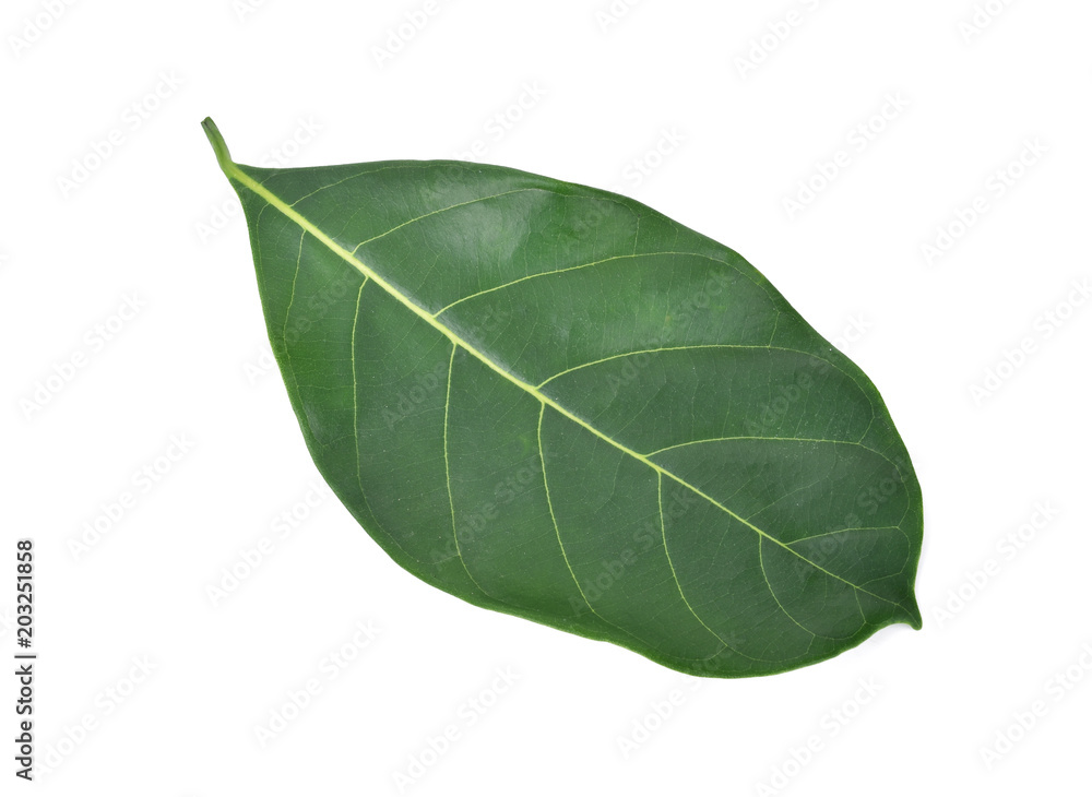 Obraz premium Green jackfruit leaf isolated on white background
