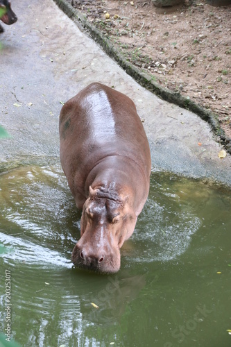 Close up Hippopotamus in the Pond