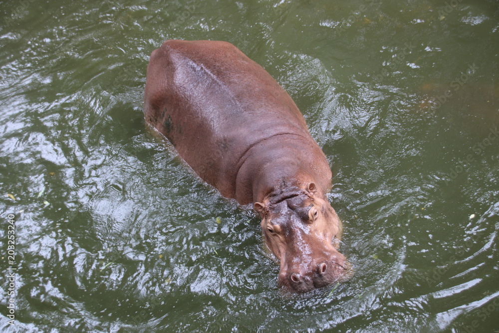 Close up Hippopotamus in the Pond Close up Hippopotamus in the Pond