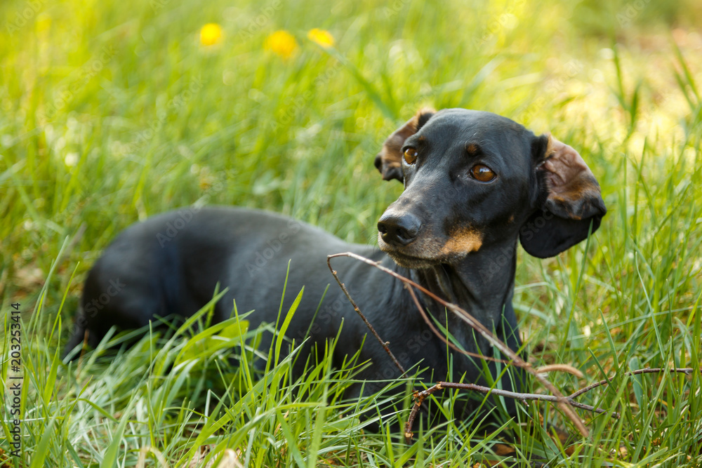 Black small dog Dachshund sits in green grass outdoors Black small dog Dachshund sits in green grass outdoors