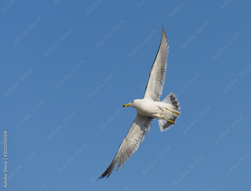 Fototapeta premium Flying seagull over blue sky.
