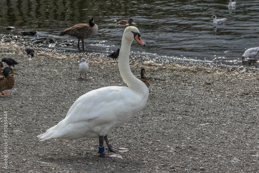 Fototapeta premium white swan at edge of a lake