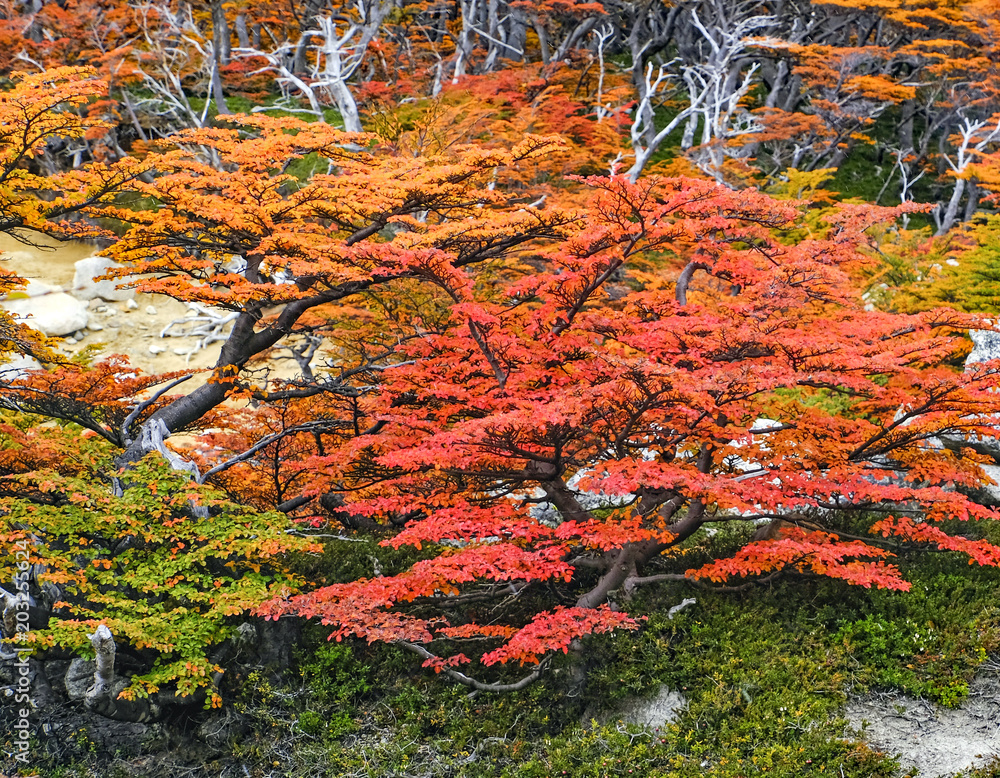 The trees in the forest were a sight to see of autumn colors; the contracts between the rocks and black mountains against the autumn colors were amazing. The trees in the forest were a sight to see of autumn colors; the contracts between the rocks and black mountains against the autumn colors were amazing.