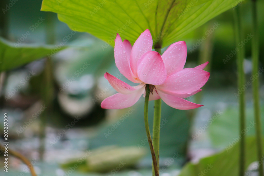 pink lotus flower in water with green leaves as a background pink lotus flower in water with green leaves as a background