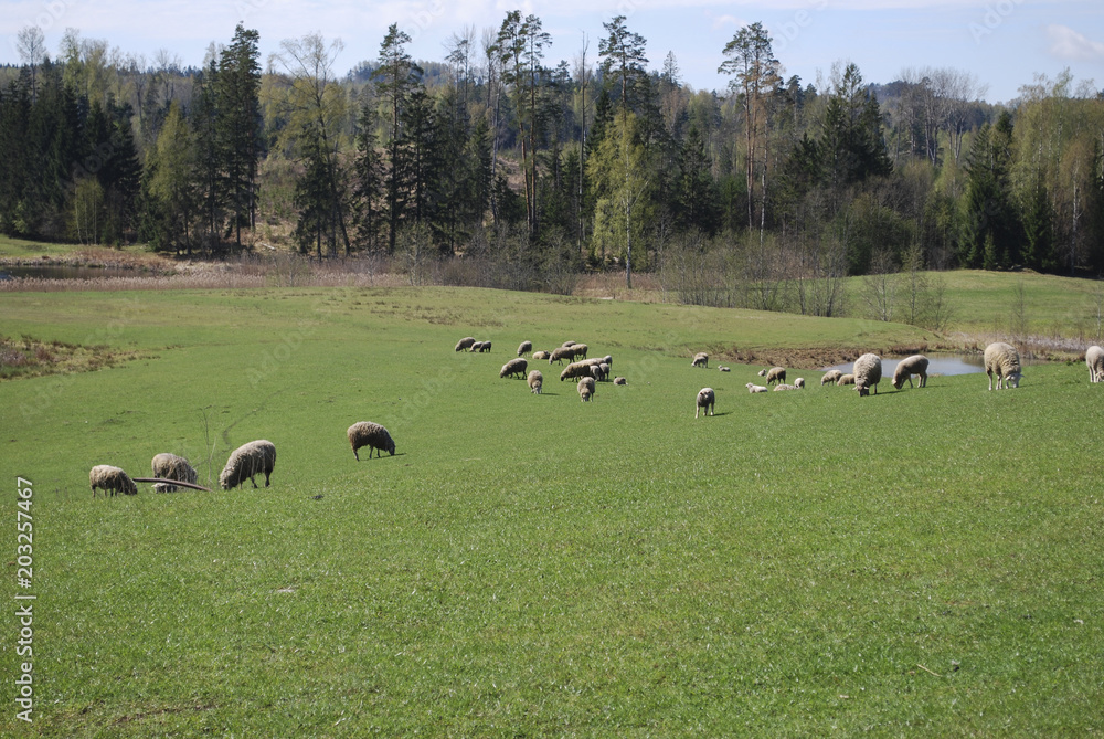 Fototapeta premium Mountain landscape. Green meadow, in the background graze sheep, pond and spring forest.