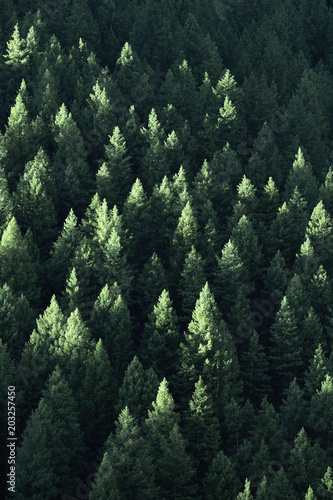 Fototapeta Naklejka Na Ścianę i Meble -  Forest in Wilderness Pine Trees