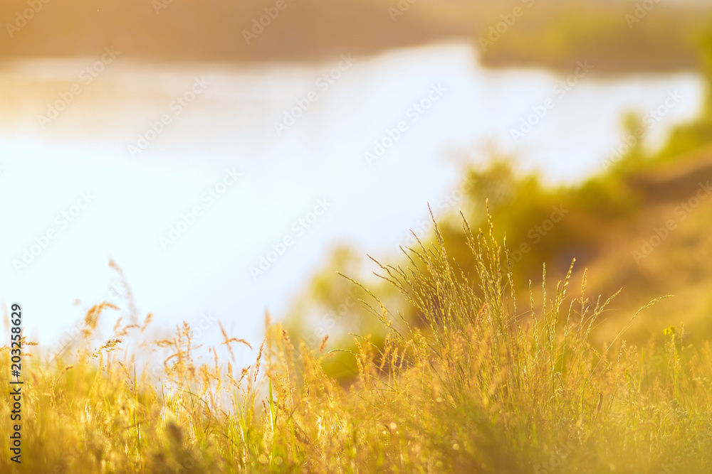 Summer background - lush grass is orange in the rays of the setting sun