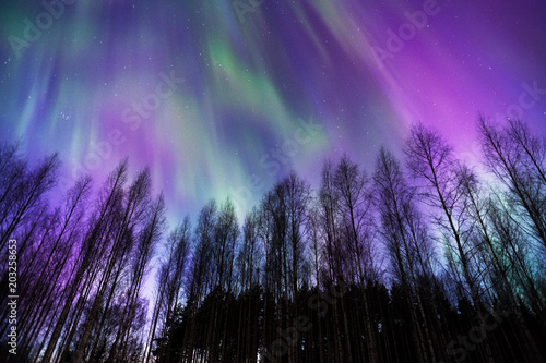 Aurora Borealis, Northern Lights, above boreal forest in Finland.
