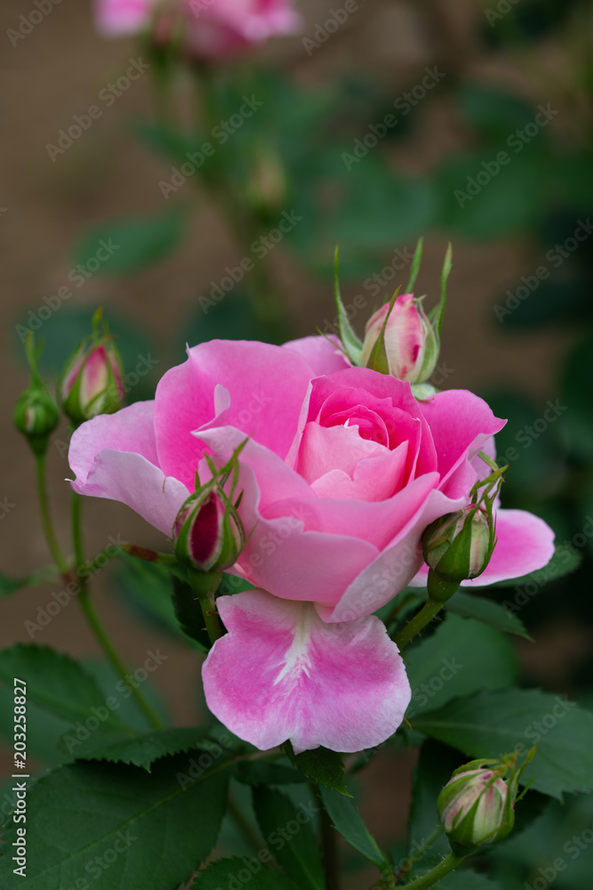 ピンクのばら ケアフリーワンダー の花のアップ Stock Photo Adobe Stock