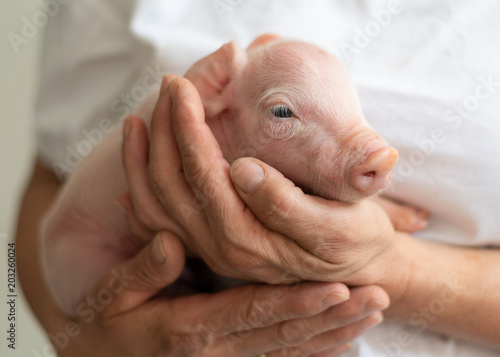 Tierarzt hält neugeborenes Schwein, sehr süß, lieb, Ferkel