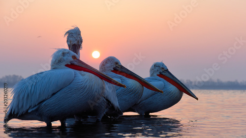 Dalmatian Pelican (Pelecanus crispus) © Iliuta