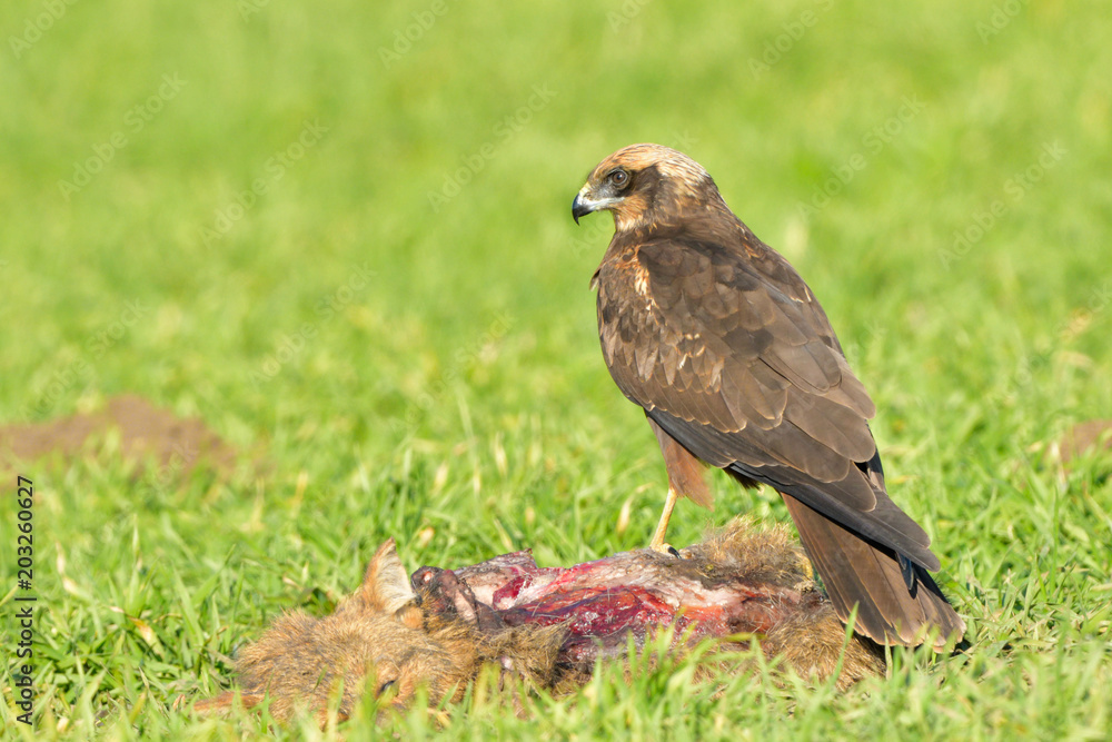 Marsh harrier (Circus aeruginosus) Marsh harrier (Circus aeruginosus)