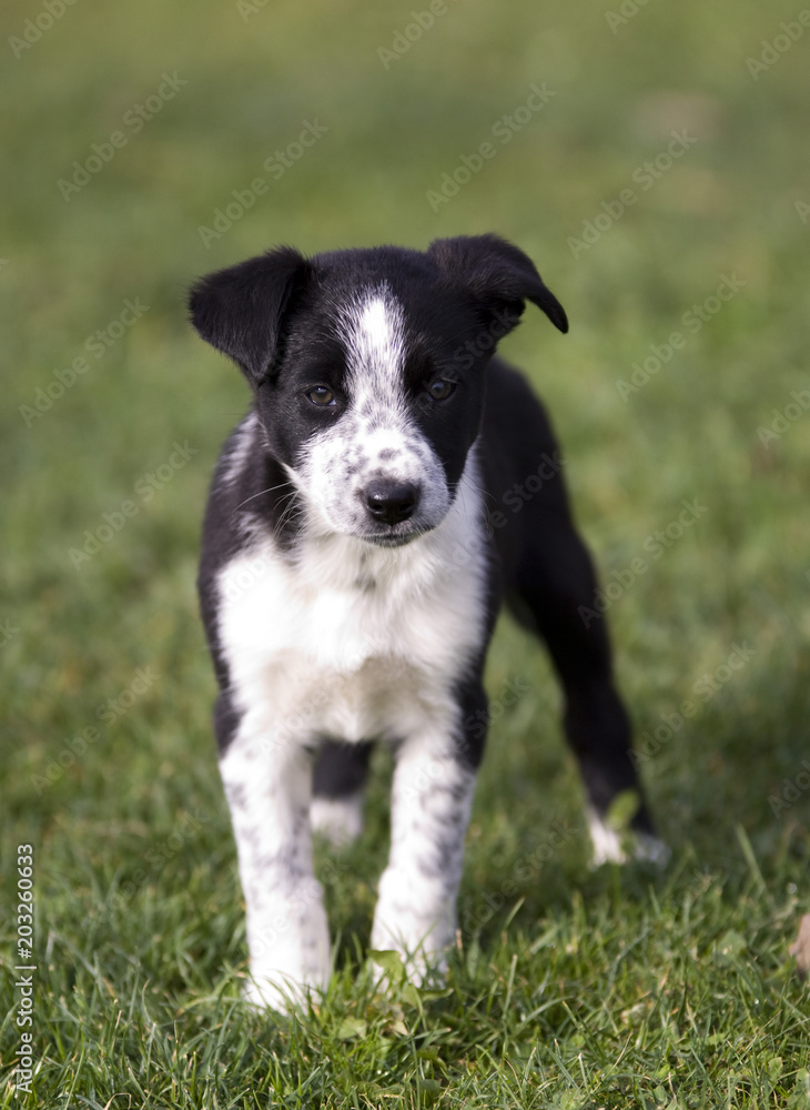 Collie puppy 