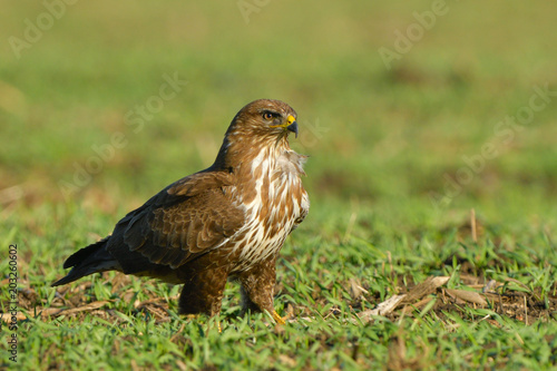 Common Buzzard  Buteo buteo  on Green Grass