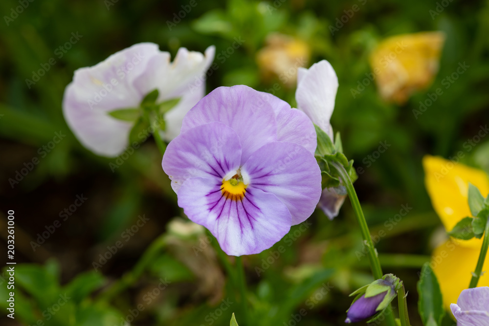 紫色のパンジーの花のアップ
