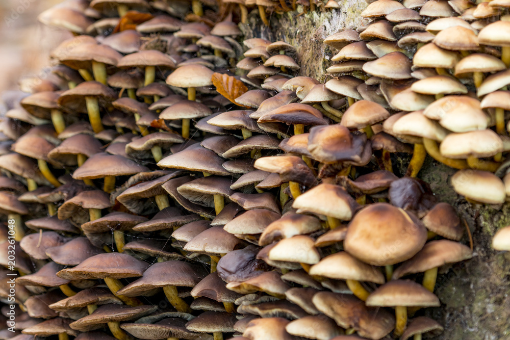 Mushrooms growing together Mushrooms growing together