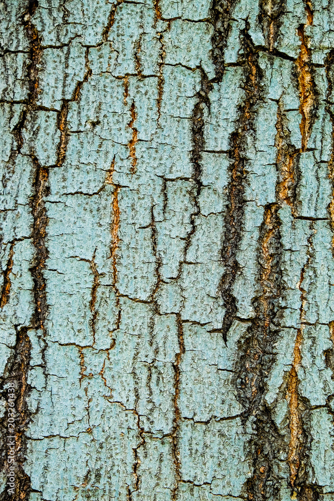 Tree bark wood texture abstract blue background Tree bark wood texture abstract blue background