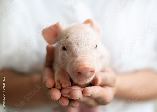 Frau hält Schweinebaby in der Hand, lieb, neugboren, Glück, 2019