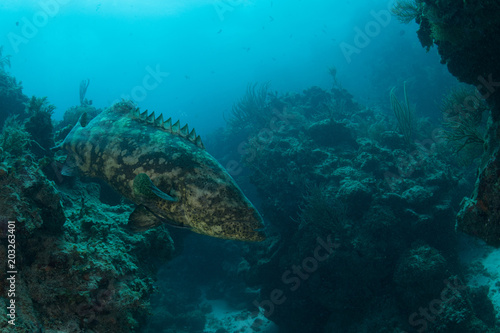 Underwater shot of goliath grouper among rocks, Quintana Roo, Mexico