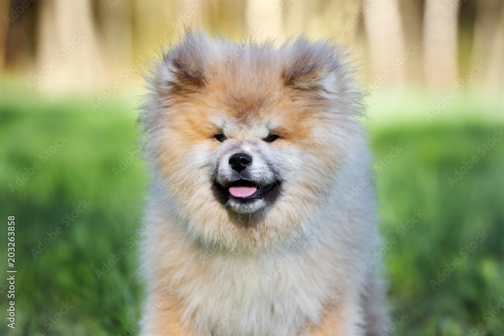 japanese akita puppy portrait outdoors japanese akita puppy portrait outdoors