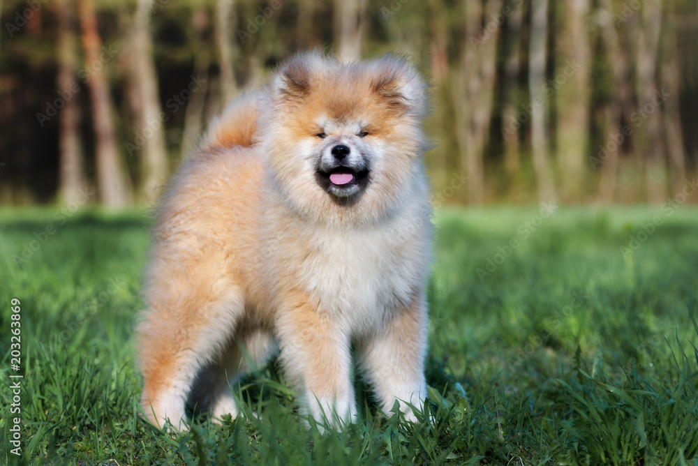 fluffy japanese akita puppy standing outdoors fluffy japanese akita puppy standing outdoors